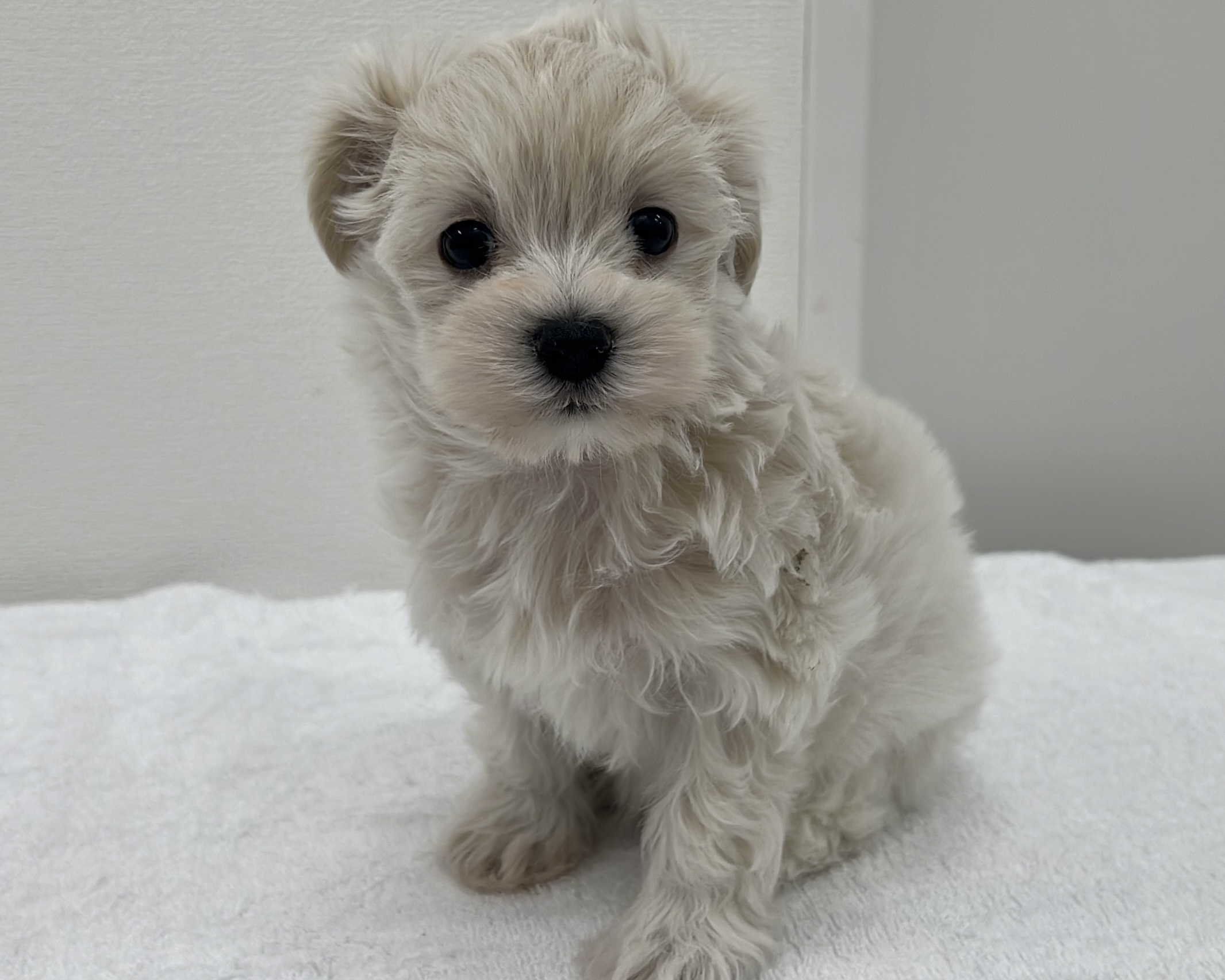 千葉県のマルプー(マルチーズ×プードル) (かねだい千葉店/2025年10月19日生まれ/男の子/クリーム)の子犬の2枚目の画像