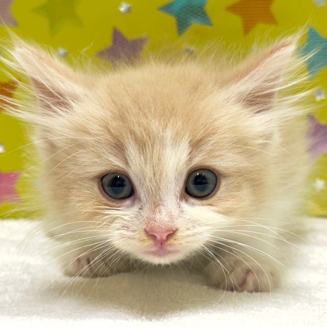 東京都のノルウェージャンフォレストキャット (かねだい足立店/2025年10月17日生まれ/男の子/クリームタビーホワイト)の子猫の2枚目の画像