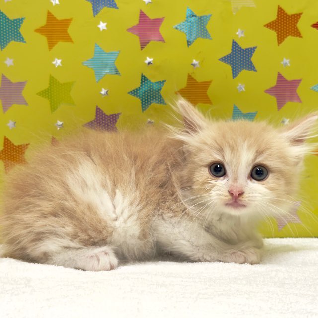 東京都のノルウェージャンフォレストキャット (かねだい足立店/2025年10月17日生まれ/男の子/クリームタビーホワイト)の子猫の4枚目の画像