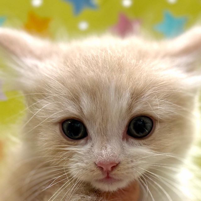 東京都のノルウェージャンフォレストキャット (かねだい足立店/2025年10月17日生まれ/男の子/クリームタビーホワイト)の子猫の1枚目の画像