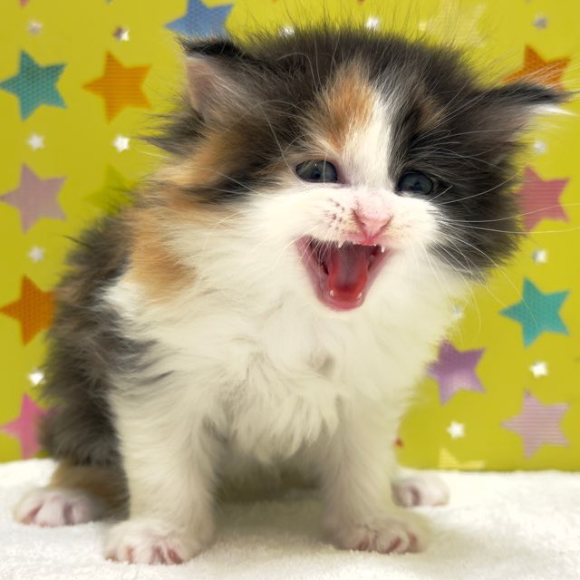 東京都のハーフ猫・ミックス猫 (かねだい足立店/2025年10月17日生まれ/女の子/キャリコ)の子猫の3枚目の画像