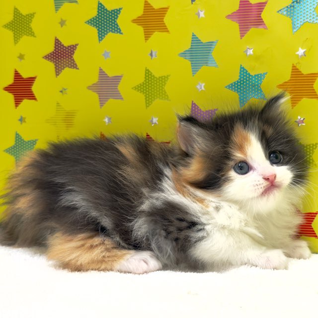 東京都のハーフ猫・ミックス猫 (かねだい足立店/2025年10月17日生まれ/女の子/キャリコ)の子猫の4枚目の画像