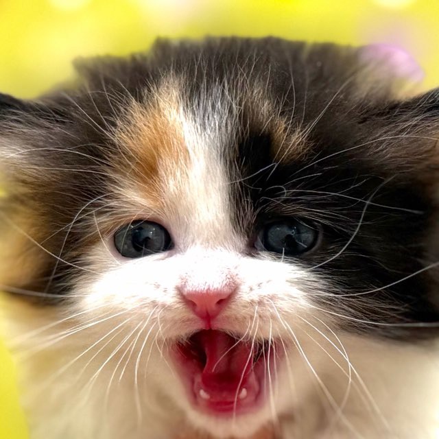 東京都のハーフ猫・ミックス猫 (かねだい足立店/2025年10月17日生まれ/女の子/キャリコ)の子猫の1枚目の画像