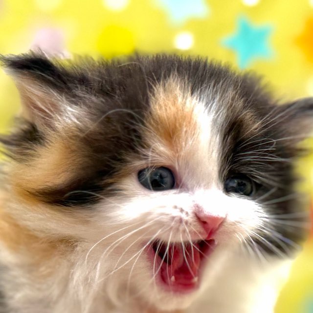 東京都のハーフ猫・ミックス猫 (かねだい足立店/2025年10月17日生まれ/女の子/キャリコ)の子猫の2枚目の画像