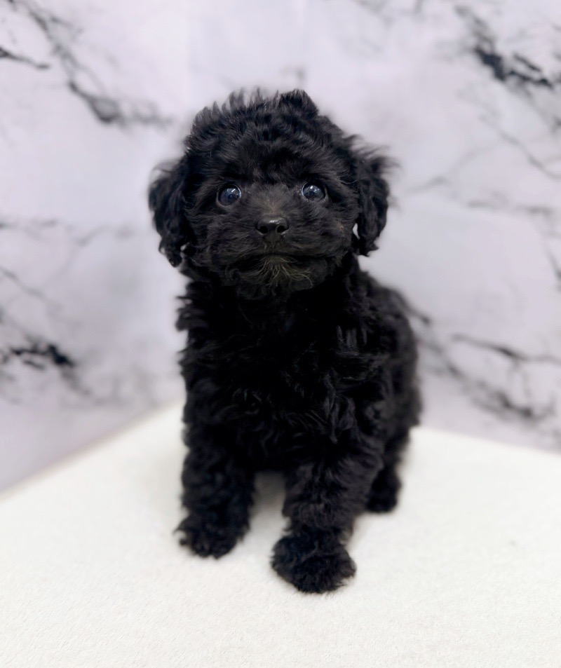 神奈川県のトイプードル(トイ) (かねだい東戸塚店/2025年10月16日生まれ/男の子/ブラック)の子犬の1枚目の画像