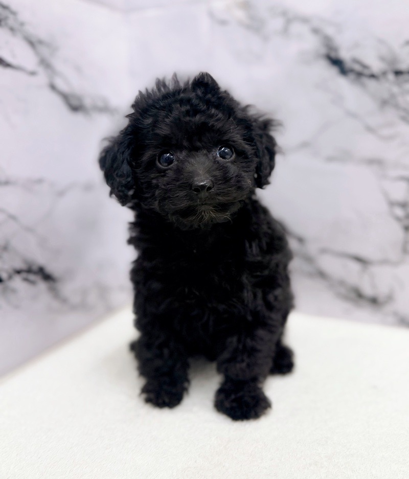 神奈川県のトイプードル(トイ) (かねだい東戸塚店/2025年10月16日生まれ/男の子/ブラック)の子犬の2枚目の画像