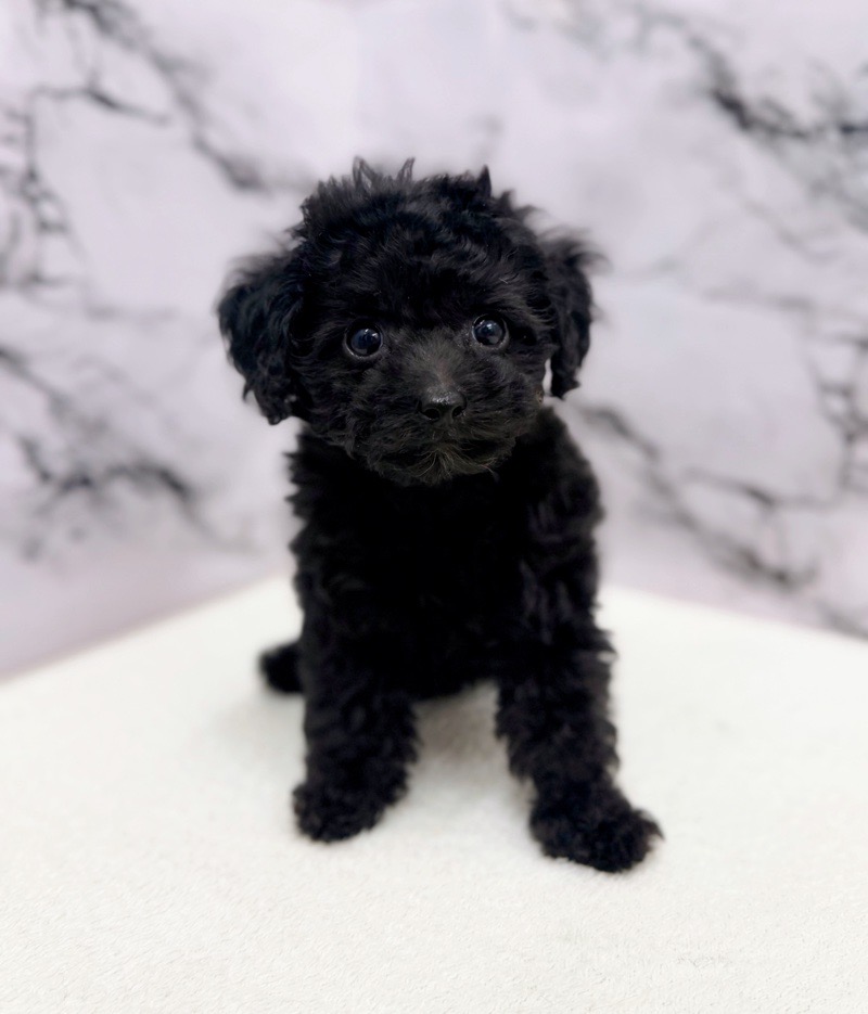 神奈川県のトイプードル(トイ) (かねだい東戸塚店/2025年10月16日生まれ/男の子/ブラック)の子犬の3枚目の画像