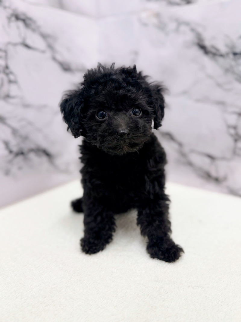 神奈川県のトイプードル(トイ) (かねだい東戸塚店/2025年10月16日生まれ/男の子/ブラック)の子犬の4枚目の画像