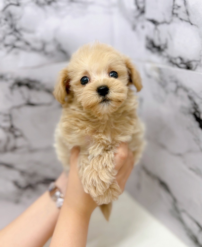 神奈川県のマルプー(マルチーズ×プードル) (かねだい東戸塚店/2025年10月17日生まれ/女の子/アプリコット)の子犬の1枚目の画像