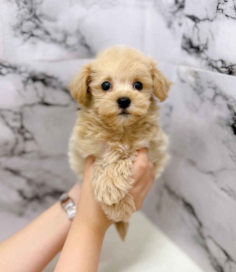 神奈川県のマルプー(マルチーズ×プードル) (かねだい東戸塚店/2025年10月17日生まれ/女の子/アプリコット)の子犬の2枚目の画像