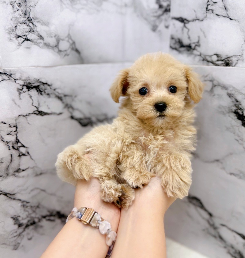 神奈川県のマルプー(マルチーズ×プードル) (かねだい東戸塚店/2025年10月17日生まれ/女の子/アプリコット)の子犬の3枚目の画像