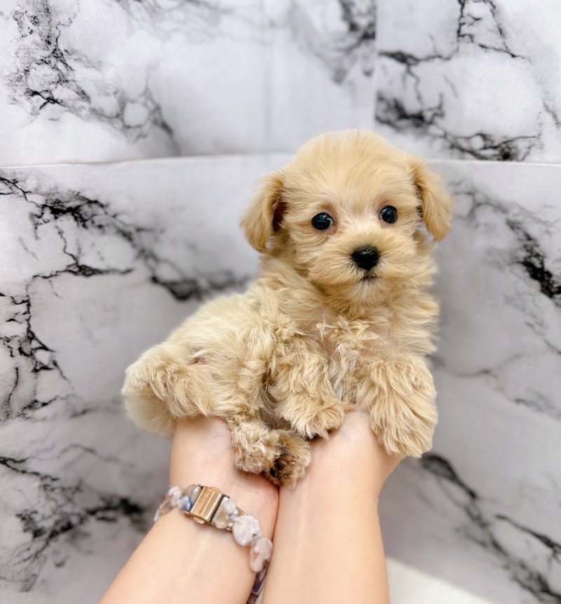 神奈川県のマルプー(マルチーズ×プードル) (かねだい東戸塚店/2025年10月17日生まれ/女の子/アプリコット)の子犬の4枚目の画像