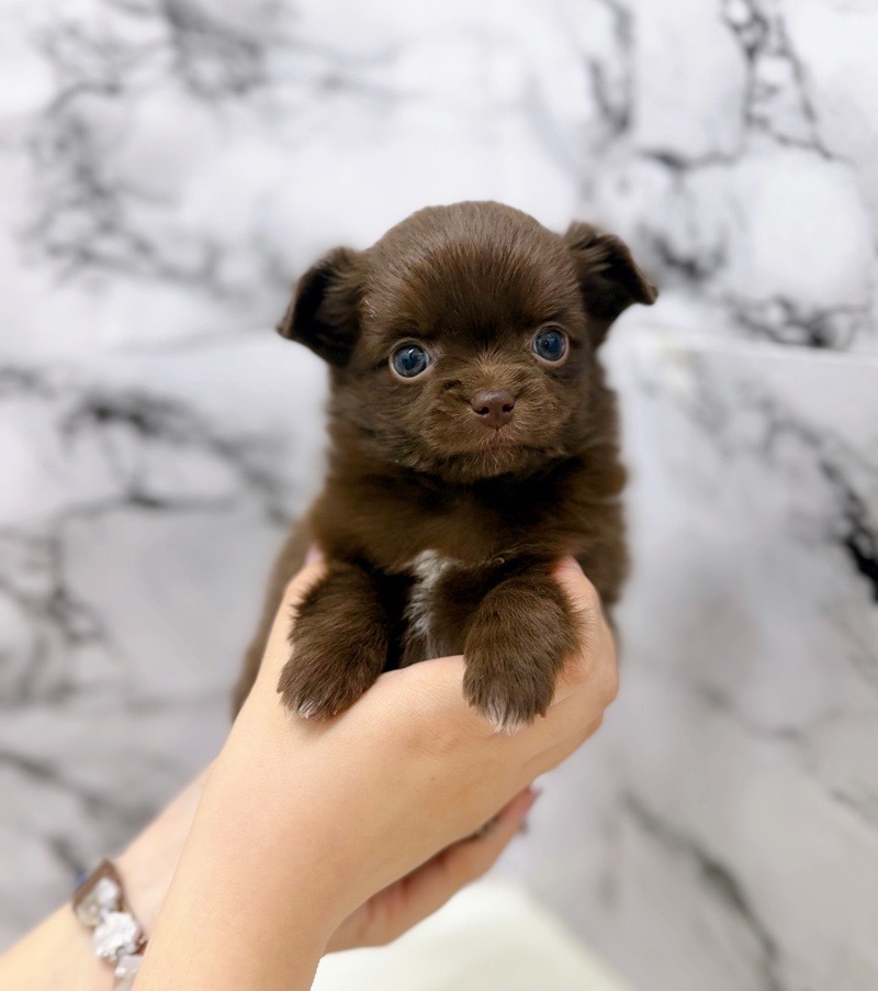 神奈川県のポメチワ/チワポメ/ポメチー(ポメラニアン×チワワ) (かねだい東戸塚店/2025年10月18日生まれ/女の子/チョコレート)の子犬の1枚目の画像