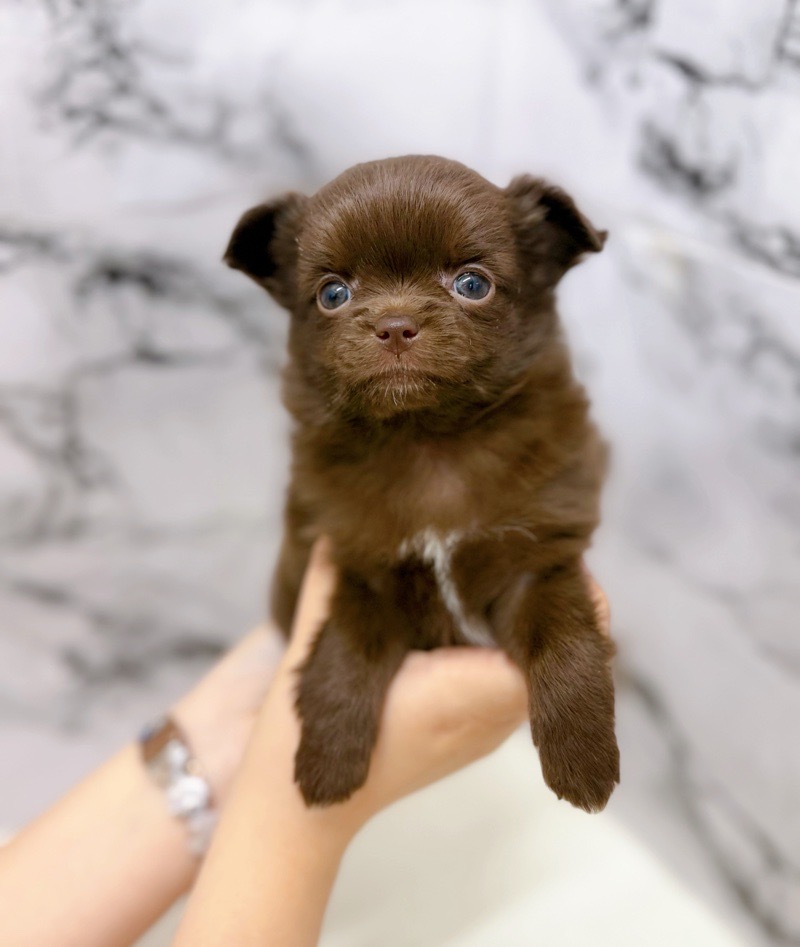 神奈川県のポメチワ/チワポメ/ポメチー(ポメラニアン×チワワ) (かねだい東戸塚店/2025年10月18日生まれ/女の子/チョコレート)の子犬の2枚目の画像