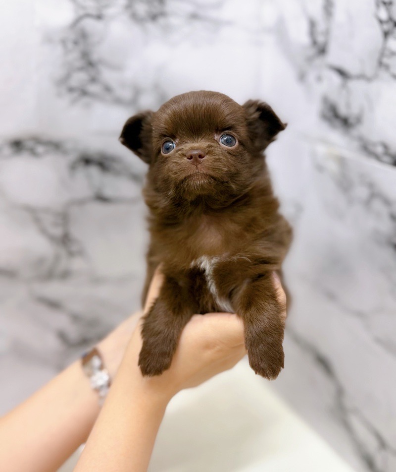 神奈川県のポメチワ/チワポメ/ポメチー(ポメラニアン×チワワ) (かねだい東戸塚店/2025年10月18日生まれ/女の子/チョコレート)の子犬の3枚目の画像