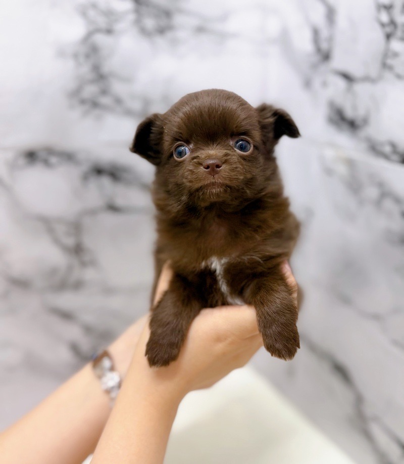 神奈川県のポメチワ/チワポメ/ポメチー(ポメラニアン×チワワ) (かねだい東戸塚店/2025年10月18日生まれ/女の子/チョコレート)の子犬の4枚目の画像