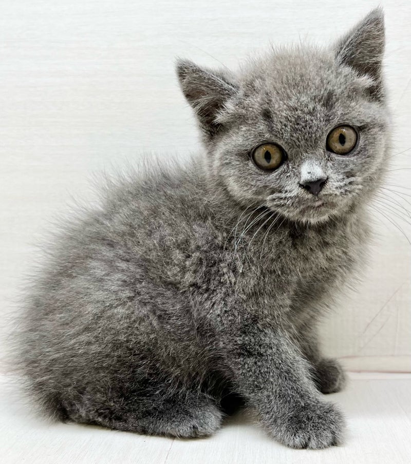 千葉県のブリティッシュショートヘアー (かねだい八千代店/2025年9月28日生まれ/男の子/ブルー)の子猫の1枚目の画像