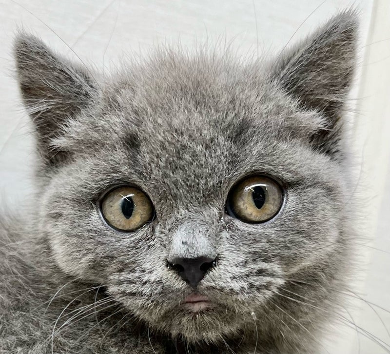 千葉県のブリティッシュショートヘアー (かねだい八千代店/2025年9月28日生まれ/男の子/ブルー)の子猫の2枚目の画像