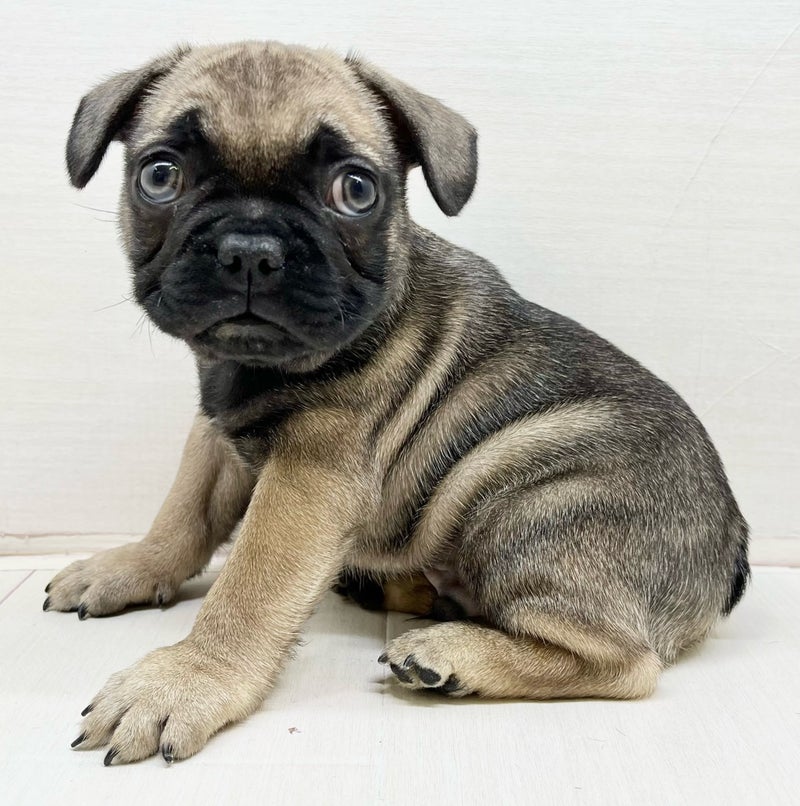 千葉県のフレンチブルドッグ (かねだい八千代店/2025年10月18日生まれ/男の子/フォーン)の子犬の1枚目の画像