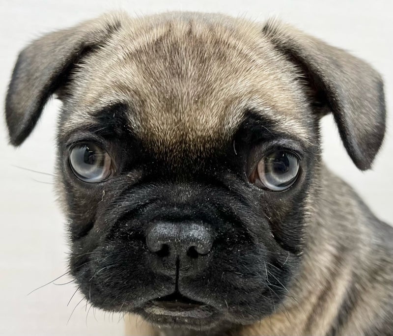 千葉県のフレンチブルドッグ (かねだい八千代店/2025年10月18日生まれ/男の子/フォーン)の子犬の2枚目の画像