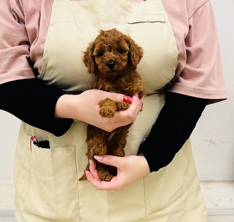 神奈川県のトイプードル(トイ) (かねだい伊勢原店/2025年10月18日生まれ/男の子/レッド)の子犬