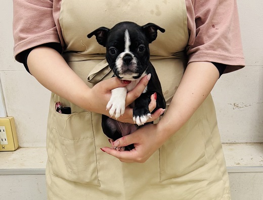 神奈川県のボストンテリア (かねだい伊勢原店/2025年10月10日生まれ/女の子/ボストンカラー)の子犬