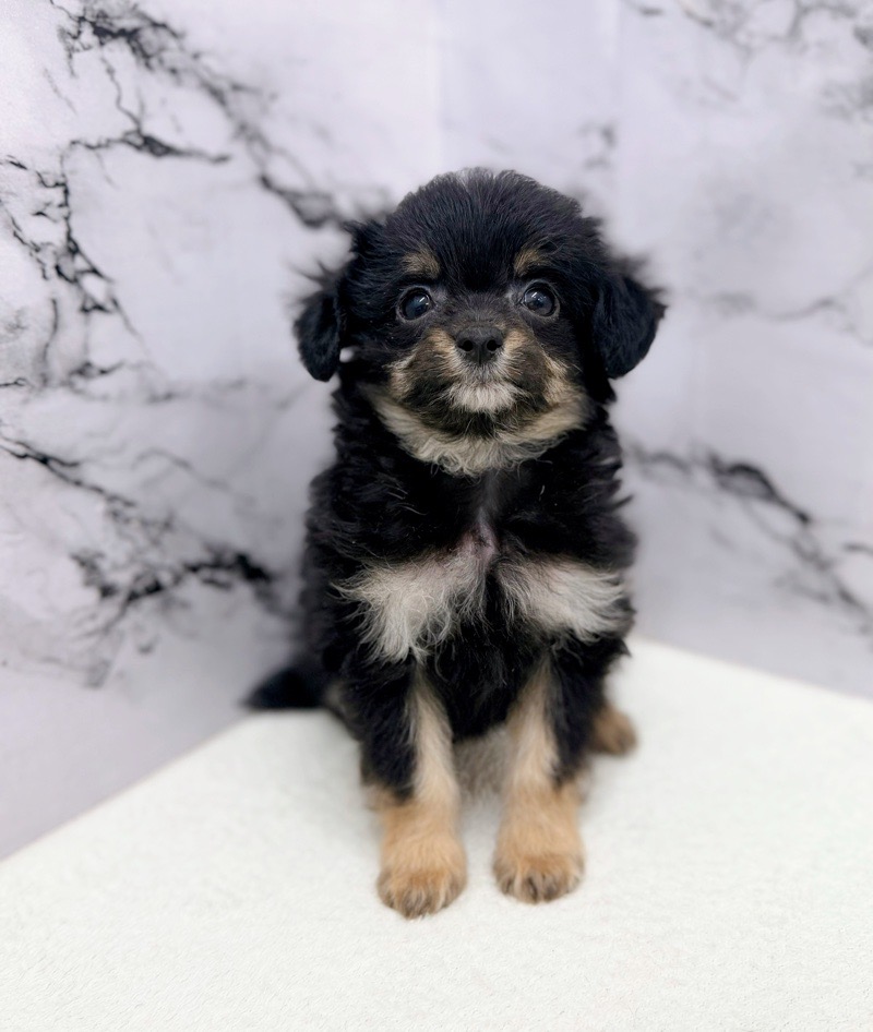 神奈川県のチワプー/プーチー(チワワ×プードル) (かねだい東戸塚店/2025年10月13日生まれ/男の子/ブラックタン)の子犬の1枚目の画像