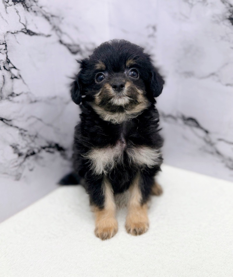 神奈川県のチワプー/プーチー(チワワ×プードル) (かねだい東戸塚店/2025年10月13日生まれ/男の子/ブラックタン)の子犬の2枚目の画像