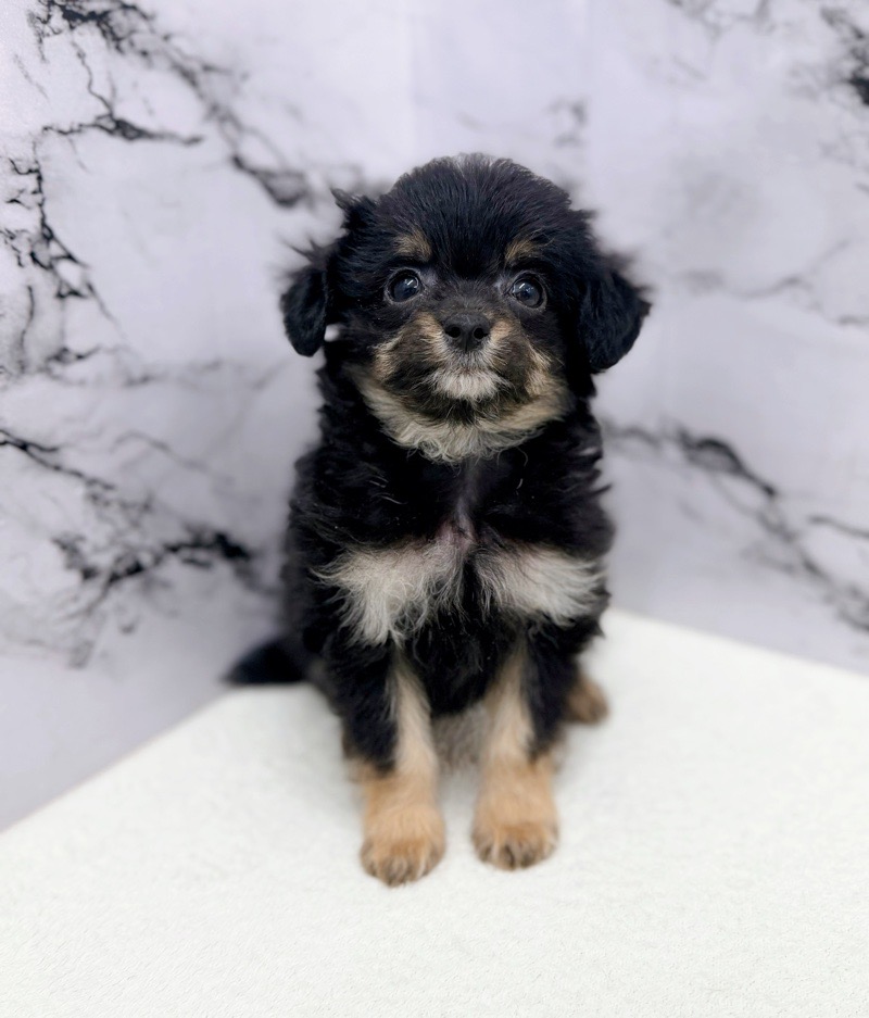 神奈川県のチワプー/プーチー(チワワ×プードル) (かねだい東戸塚店/2025年10月13日生まれ/男の子/ブラックタン)の子犬の3枚目の画像