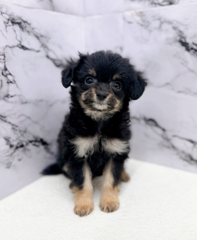 神奈川県のチワプー/プーチー(チワワ×プードル) (かねだい東戸塚店/2025年10月13日生まれ/男の子/ブラックタン)の子犬の4枚目の画像
