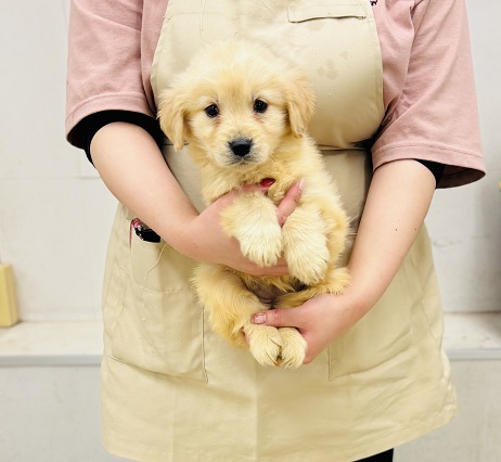 神奈川県のゴールデンレトリバー (かねだい伊勢原店/2025年10月16日生まれ/女の子/ゴールデン)の子犬