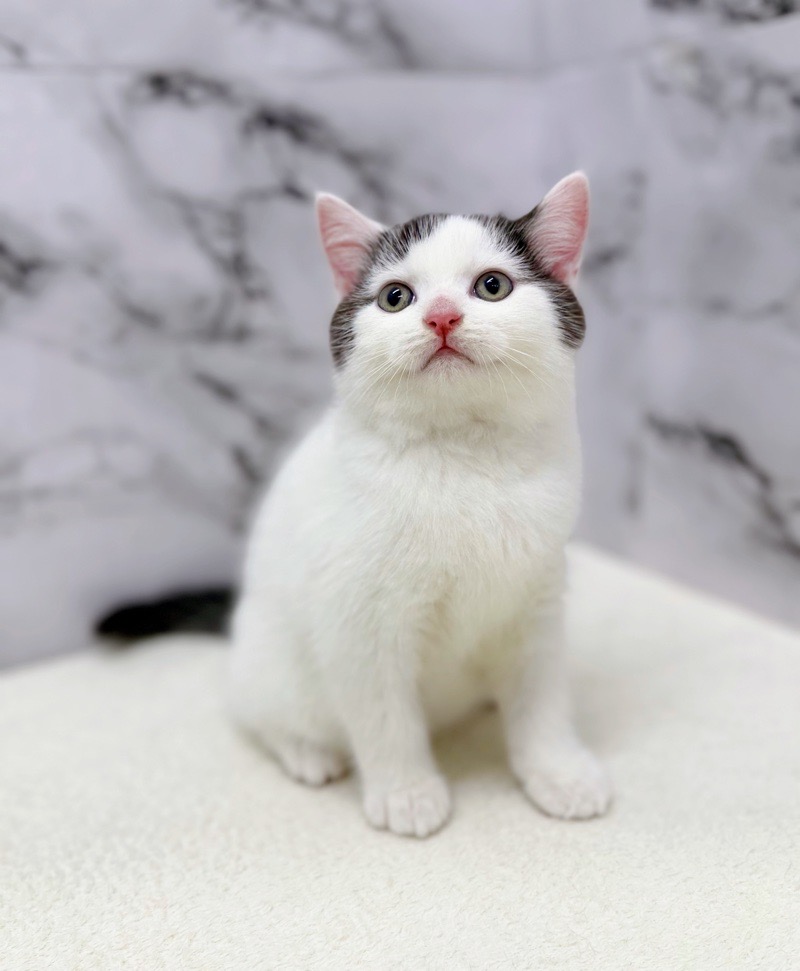 神奈川県のブリティッシュショートヘアー (かねだい東戸塚店/2025年10月19日生まれ/男の子/ブラックホワイト)の子猫の1枚目の画像