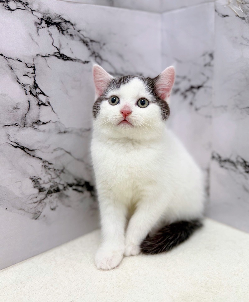 神奈川県のブリティッシュショートヘアー (かねだい東戸塚店/2025年10月19日生まれ/男の子/ブラックホワイト)の子猫の2枚目の画像