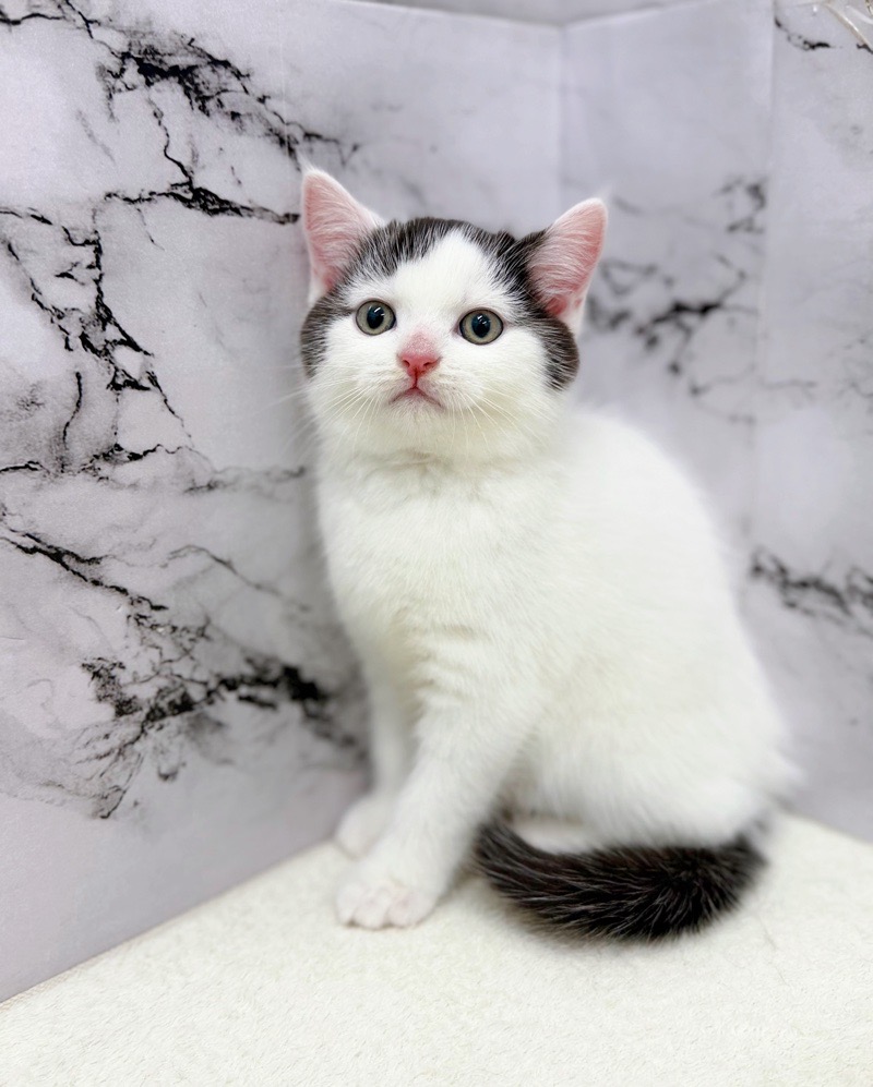 神奈川県のブリティッシュショートヘアー (かねだい東戸塚店/2025年10月19日生まれ/男の子/ブラックホワイト)の子猫の3枚目の画像