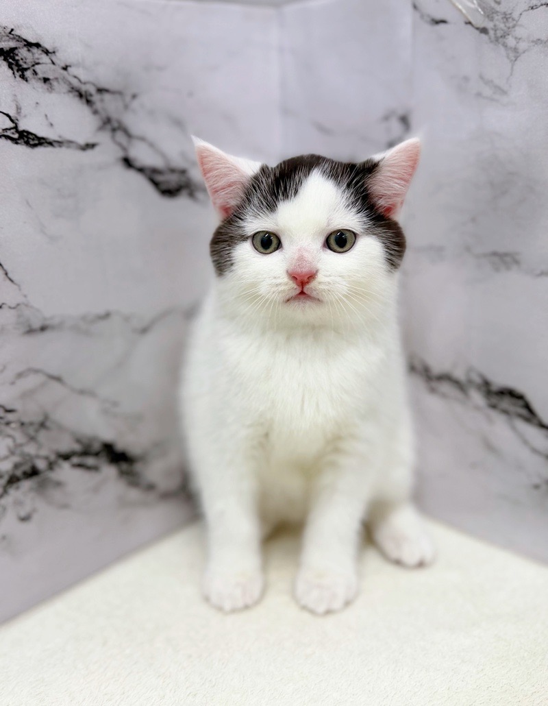 神奈川県のブリティッシュショートヘアー (かねだい東戸塚店/2025年10月19日生まれ/男の子/ブラックホワイト)の子猫の4枚目の画像