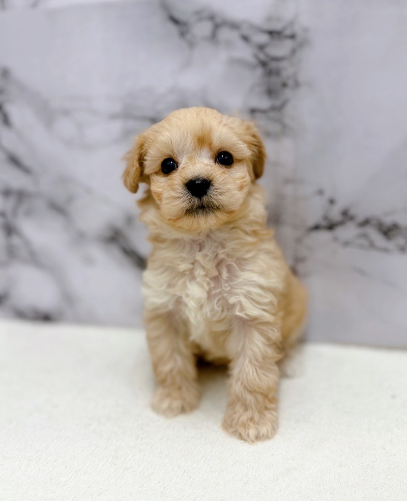 神奈川県のマルプー(マルチーズ×プードル) (かねだい東戸塚店/2025年10月18日生まれ/男の子/クリーム)の子犬の1枚目の画像