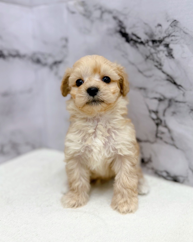 神奈川県のマルプー(マルチーズ×プードル) (かねだい東戸塚店/2025年10月18日生まれ/男の子/クリーム)の子犬の2枚目の画像