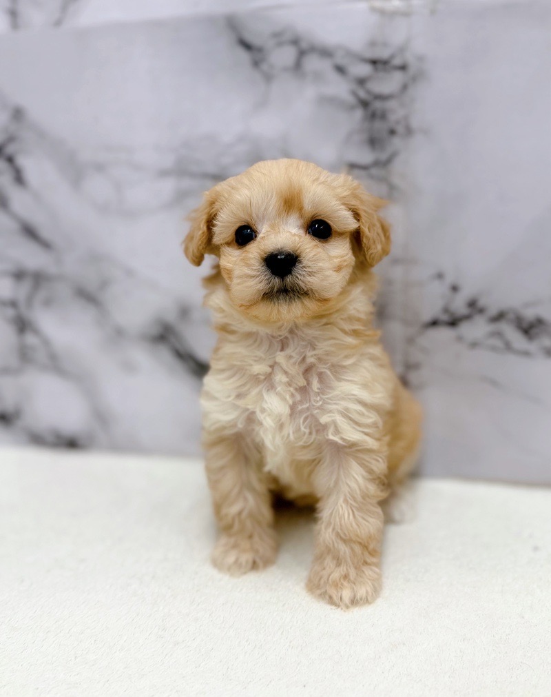 神奈川県のマルプー(マルチーズ×プードル) (かねだい東戸塚店/2025年10月18日生まれ/男の子/クリーム)の子犬の3枚目の画像