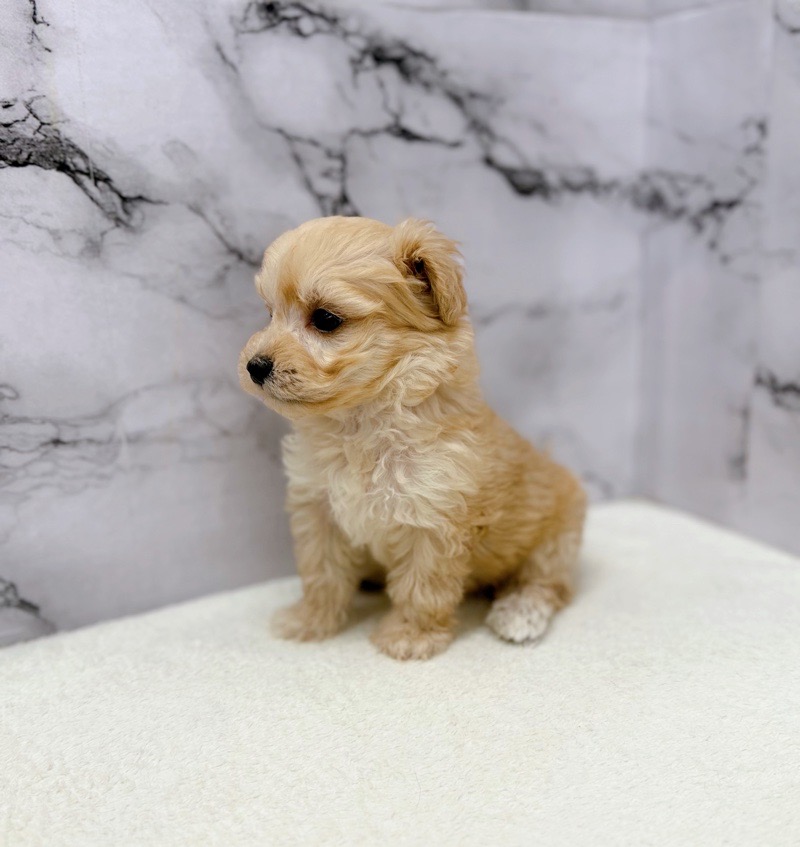 神奈川県のマルプー(マルチーズ×プードル) (かねだい東戸塚店/2025年10月18日生まれ/男の子/クリーム)の子犬の4枚目の画像