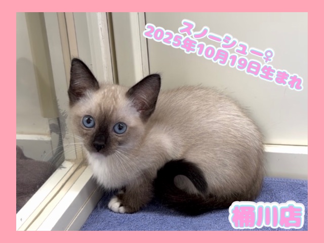 埼玉県のスノーシュー (かねだい桶川店/2025年10月19日生まれ/女の子/シールポイントミテッド)の子猫の1枚目の画像