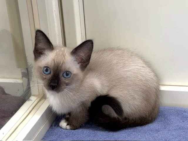 埼玉県のスノーシュー (かねだい桶川店/2025年10月19日生まれ/女の子/シールポイントミテッド)の子猫の2枚目の画像