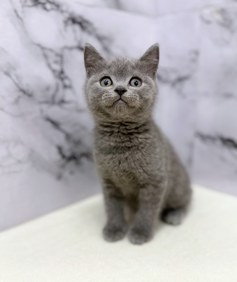 神奈川県のブリティッシュショートヘアー (かねだい東戸塚店/2025年10月18日生まれ/男の子/ブルー)の子猫の2枚目の画像