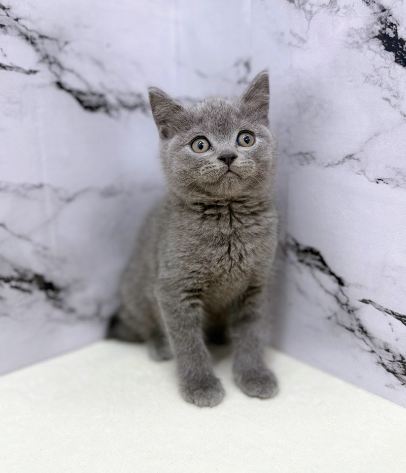 神奈川県のブリティッシュショートヘアー (かねだい東戸塚店/2025年10月18日生まれ/男の子/ブルー)の子猫の3枚目の画像