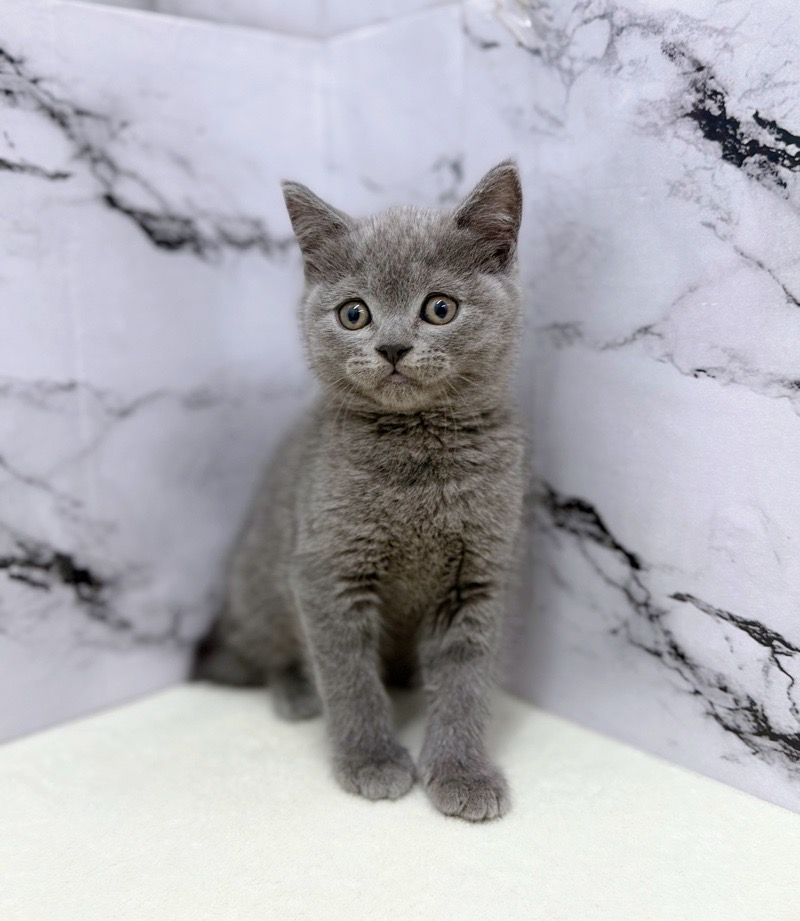 神奈川県のブリティッシュショートヘアー (かねだい東戸塚店/2025年10月18日生まれ/男の子/ブルー)の子猫の4枚目の画像