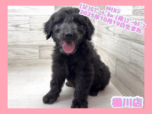 埼玉県のゴールデンドゥードゥル(ゴールデン×プードル) (かねだい桶川店/2025年10月19日生まれ/女の子/その他色)の子犬の1枚目の画像