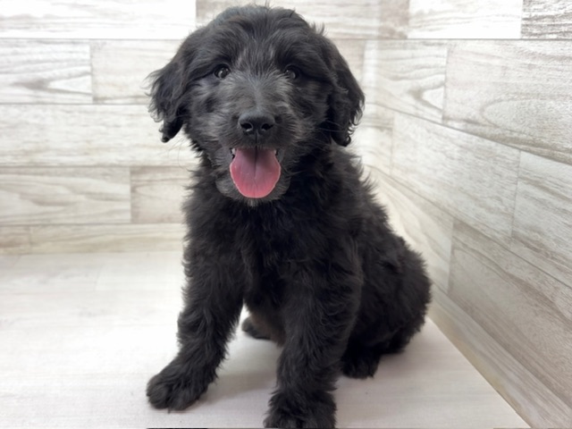 埼玉県のゴールデンドゥードゥル(ゴールデン×プードル) (かねだい桶川店/2025年10月19日生まれ/女の子/その他色)の子犬の2枚目の画像