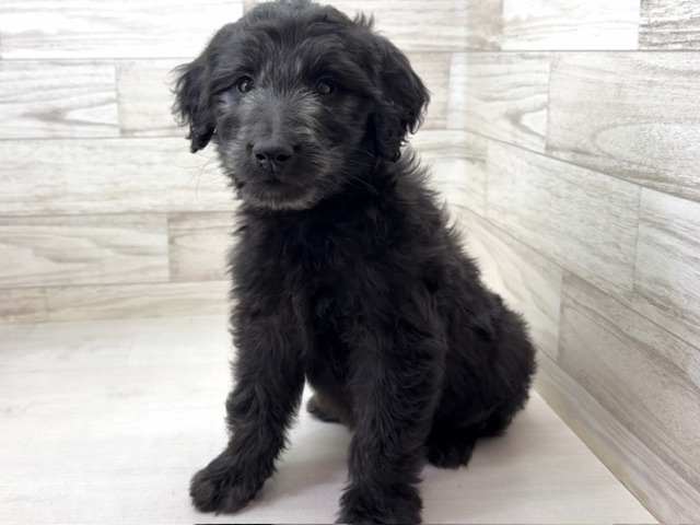 埼玉県のゴールデンドゥードゥル(ゴールデン×プードル) (かねだい桶川店/2025年10月19日生まれ/女の子/その他色)の子犬の3枚目の画像