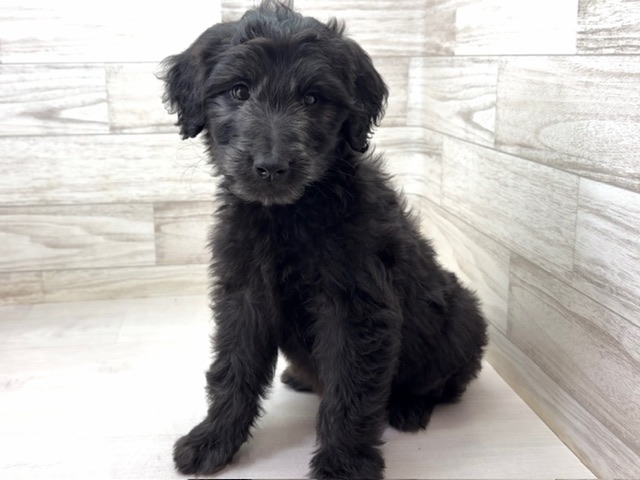 埼玉県のゴールデンドゥードゥル(ゴールデン×プードル) (かねだい桶川店/2025年10月19日生まれ/女の子/その他色)の子犬の4枚目の画像