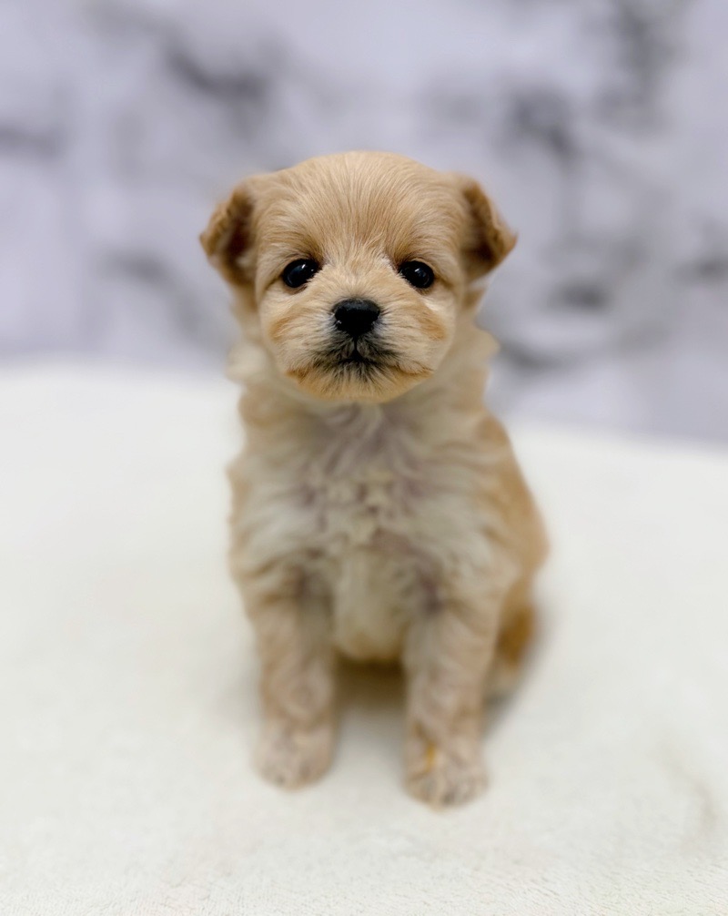 神奈川県のポメプー(ポメラニアン×プードル) (かねだい東戸塚店/2025年10月18日生まれ/女の子/アプリコット)の子犬の1枚目の画像