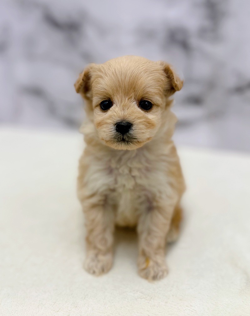 神奈川県のポメプー(ポメラニアン×プードル) (かねだい東戸塚店/2025年10月18日生まれ/女の子/アプリコット)の子犬の2枚目の画像